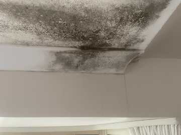 Emergency Mould Remover Brighton le Sands
