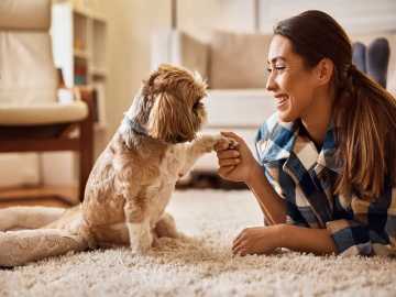 Affordable Pet Urine Treatment Caringbah
