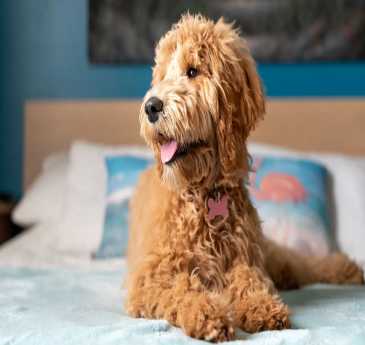 Affordable Pet Urine Treatment Caringbah